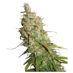 Desfran Auto