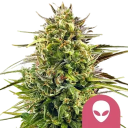 Alien OG