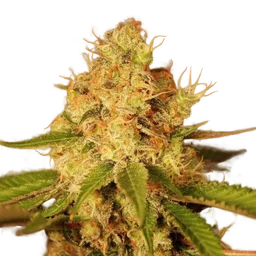 Diesel Auto
