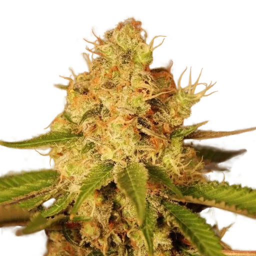 Diesel Auto
