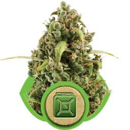 Diesel Auto