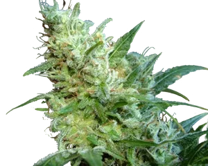 Diesel Glue