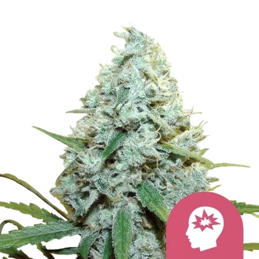 AMG (Amnesia Mac Ganja)