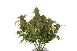 Gelato Auto
