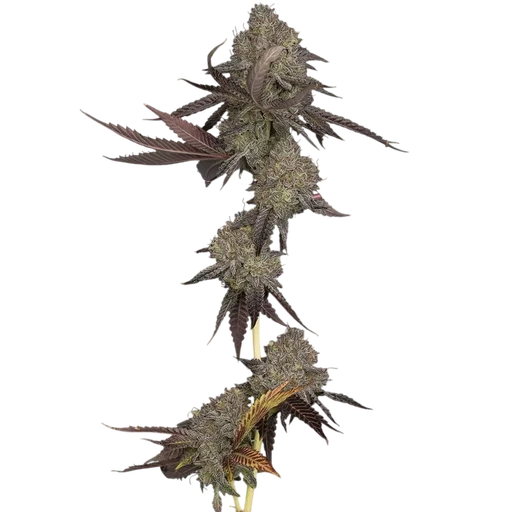 DNA Cake Auto