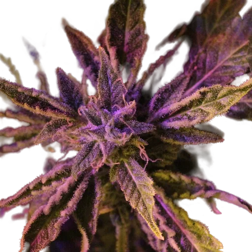 Doctors Choice #1 Auto