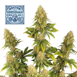 Doctor Seedsman CBD 30:1