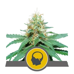 Amnesia Haze
