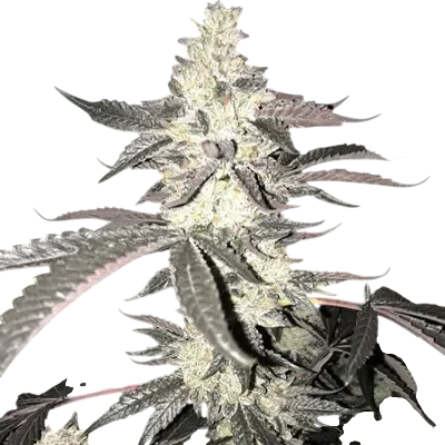 Dolato S1