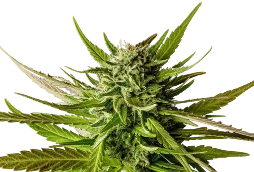 DoSiDos