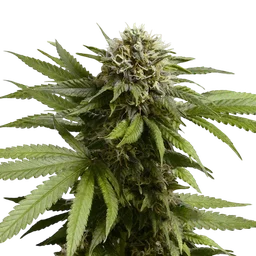 Apple Fritter Auto