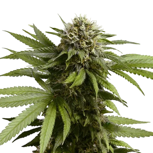 Apple Fritter Auto