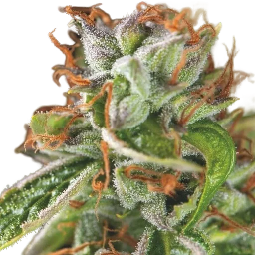 Double OG Haze