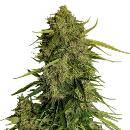 Atlas F1 Auto