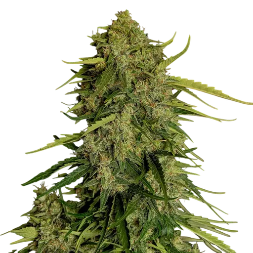 Atlas F1 Auto