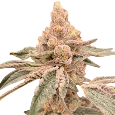 Dream Candy