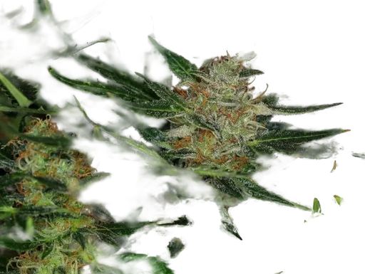 Dream Sherbet Auto