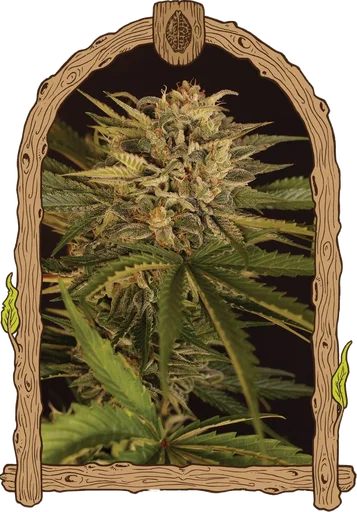 Dr. Greenman Pure CBD