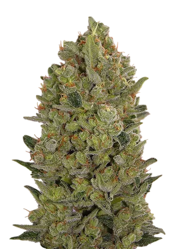 00 Cheese