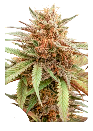 Durban Dew