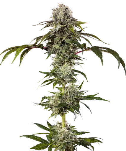 Durban Poison