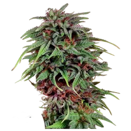 Durban Poison