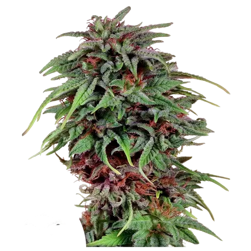 Durban Poison
