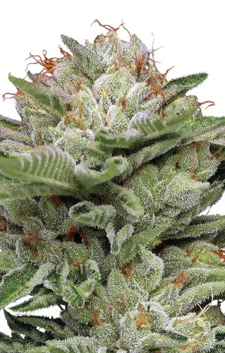 Durban Poison Auto