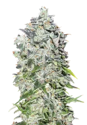 00 Kush Auto