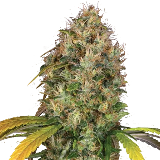 Dutch Kush