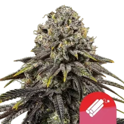 Dynamite Diesel