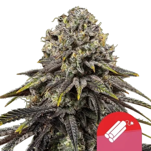 Dynamite Diesel