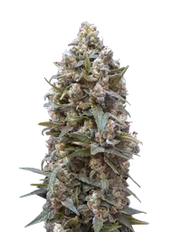 00 Kush