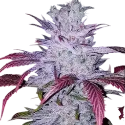 Early Lemon Berry RBX