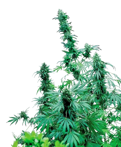 Early Skunk