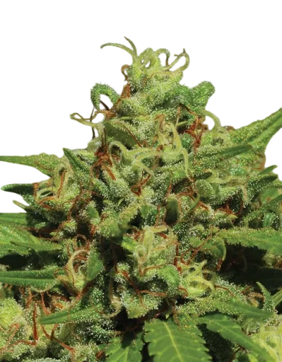 Emerald Fire OG Auto