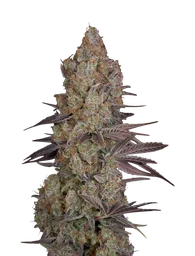 Exodus Cheese
