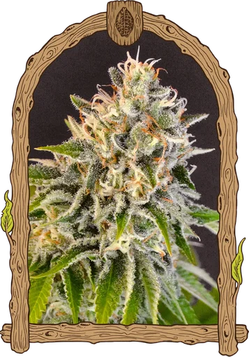 Exotic Biscotti