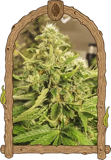 Exotic Pure CBG