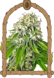 Exotic Runtz