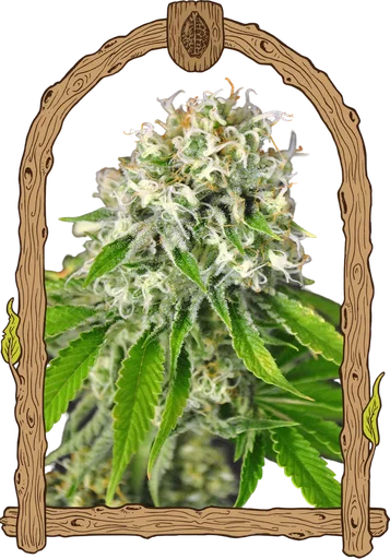 Exotic Runtz