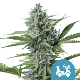 Fast Eddy CBD Auto