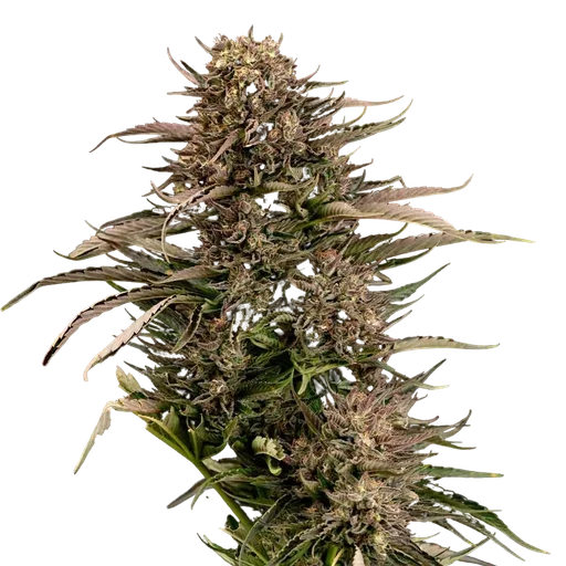 Fatso GMO F1 Auto