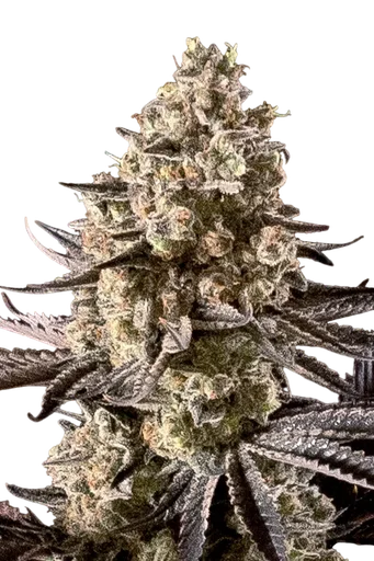 Fire DOG Auto