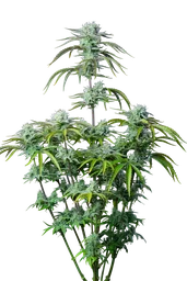 Strawberry Banana Auto
