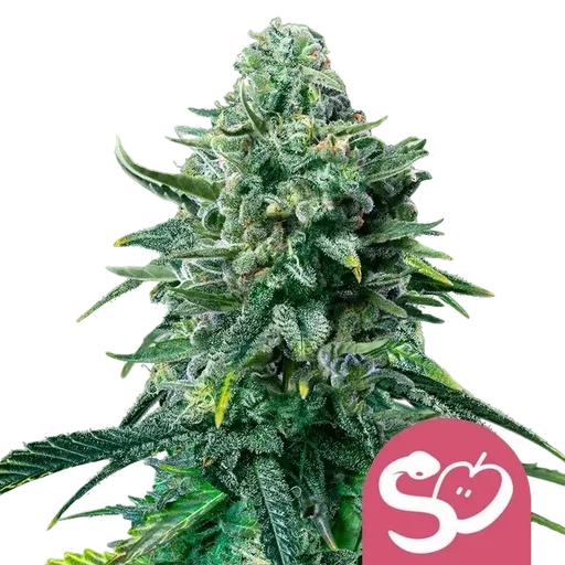 Forbidden Fruit