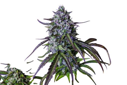 3Wok OG Auto