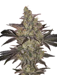 Frosted Guava Auto