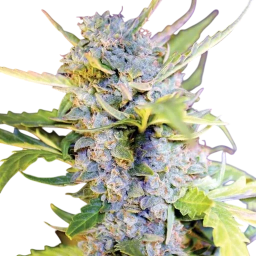Fro-Yo Auto