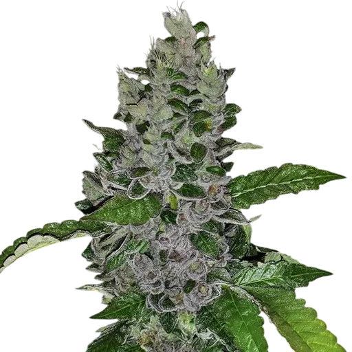 Frozen Afghan Mintz